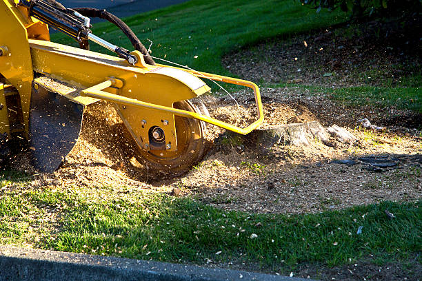 Best Grass Overseeding  in Redby, MN