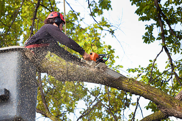 Best Utility Line Clearance  in Redby, MN